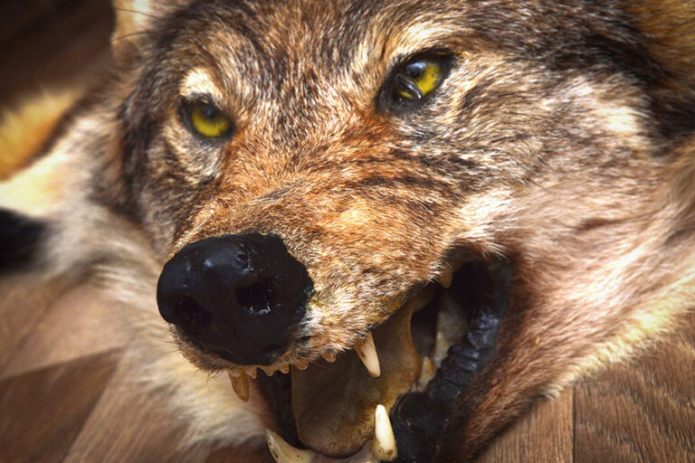 Picture of a wolf snarling ferociously